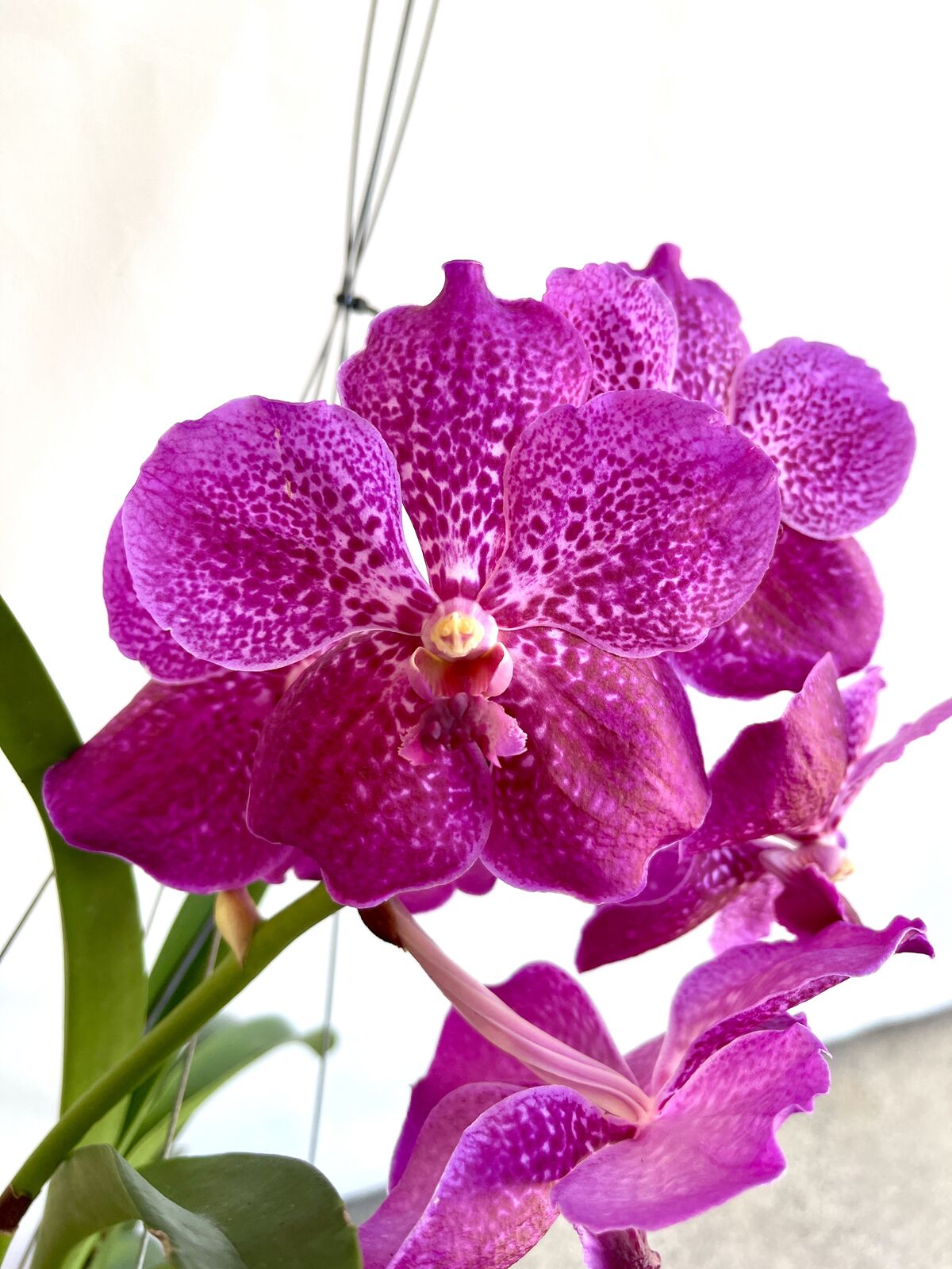 Vanda kultana