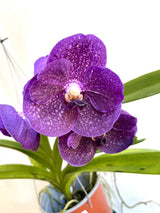 Ascoenda kulwadee fragrance X Vascostylis tristar