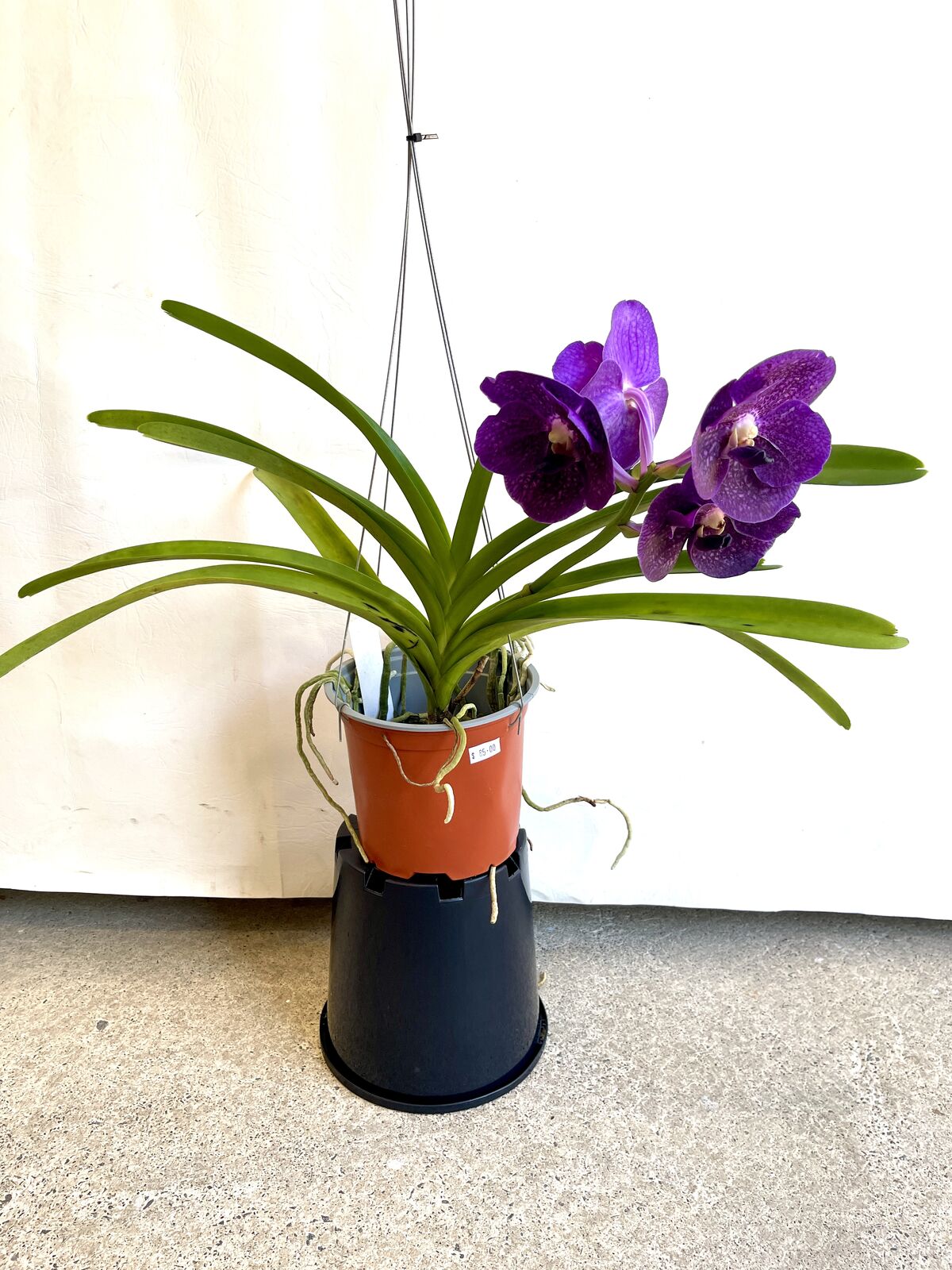 Ascoenda kulwadee fragrance X Vascostylis tristar