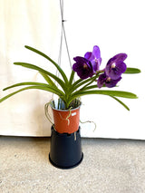 Ascoenda kulwadee fragrance X Vascostylis tristar