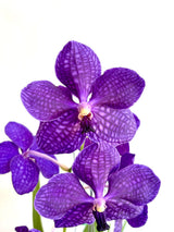 Vanda Annette Jones X (Ascocenda mungkud X Vanda chavananand butterfly)