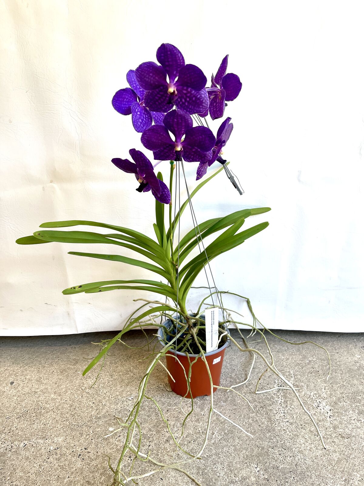 Vanda Annette Jones X (Ascocenda mungkud X Vanda chavananand butterfly)