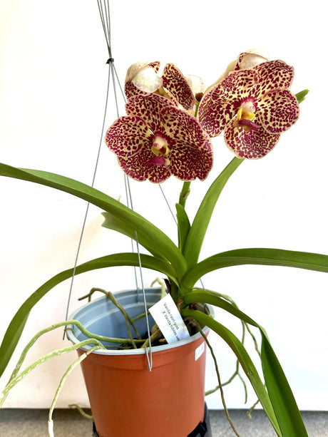 Vanda rasi gold X Vanda tubtm velvet