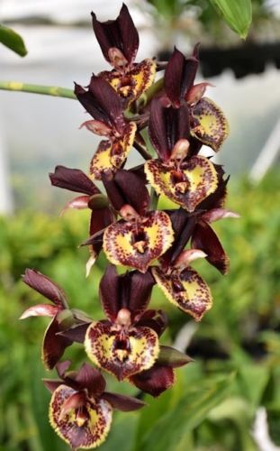Catasetum Louise Clarke