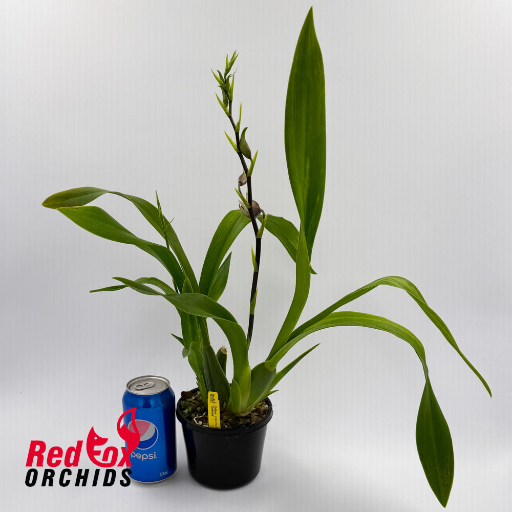 Odontonia Pacific Paranoia 'Salinas'
