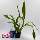 Odontonia Pacific Paranoia 'Salinas'