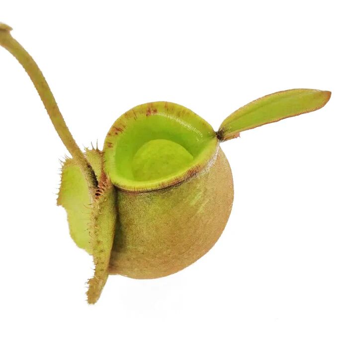 Nepenthes ampullaria