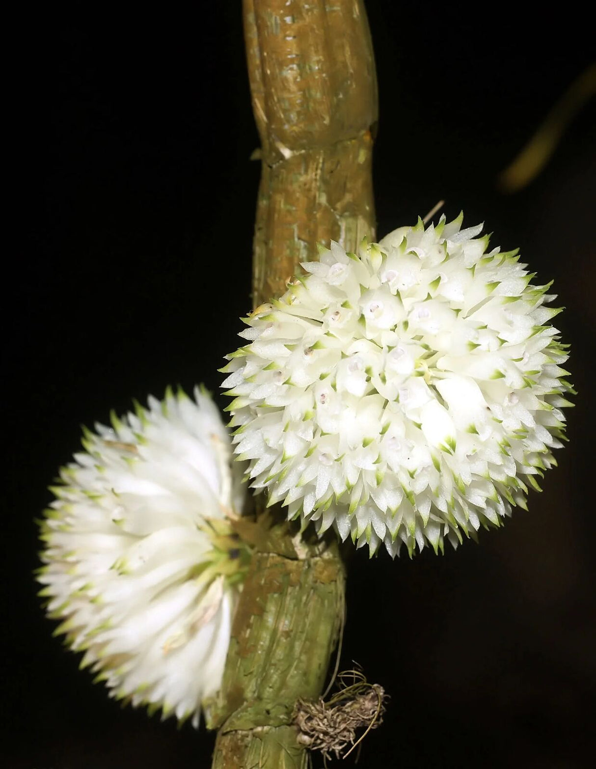 Dendrobium purpureum alba