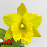 Rhyncholaeliocattleya Haadyai Delight