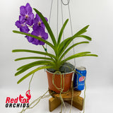 Vanda Oum Agsorn Blue x Tubtim Velvet