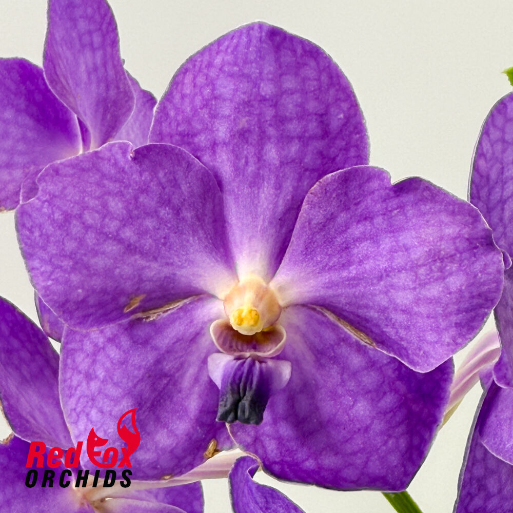 Vanda Oum Agsorn Blue x Tubtim Velvet