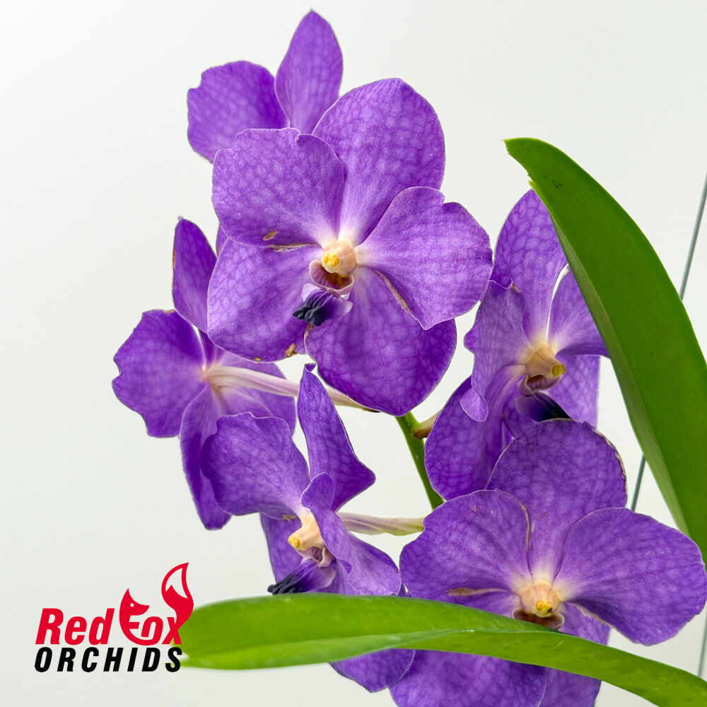 Vanda Oum Agsorn Blue x Tubtim Velvet