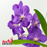 Vanda Oum Agsorn Blue x Tubtim Velvet