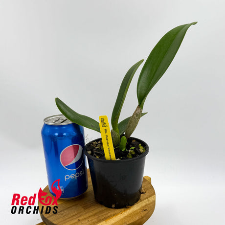 Rhyncholaeliocattleya Pastoral 'Innocence'