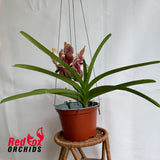 Vanda (Pimporn x Chiang Rai) x sanderiana x Varut Leopard