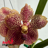 Vanda (Pimporn x Chiang Rai) x sanderiana x Varut Leopard
