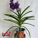 Vanda lumpini 'Red' x Thonglor x Ascda. Kultana x Kultana Scarlet