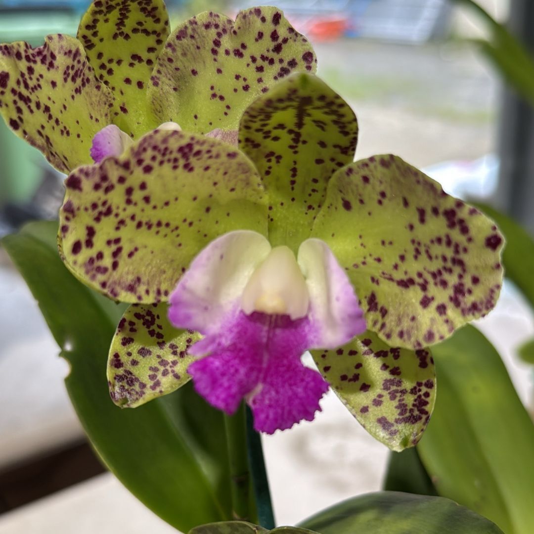Lc. Jungle Queen x Yam. (Jungle Queen x Topaz Gloss)