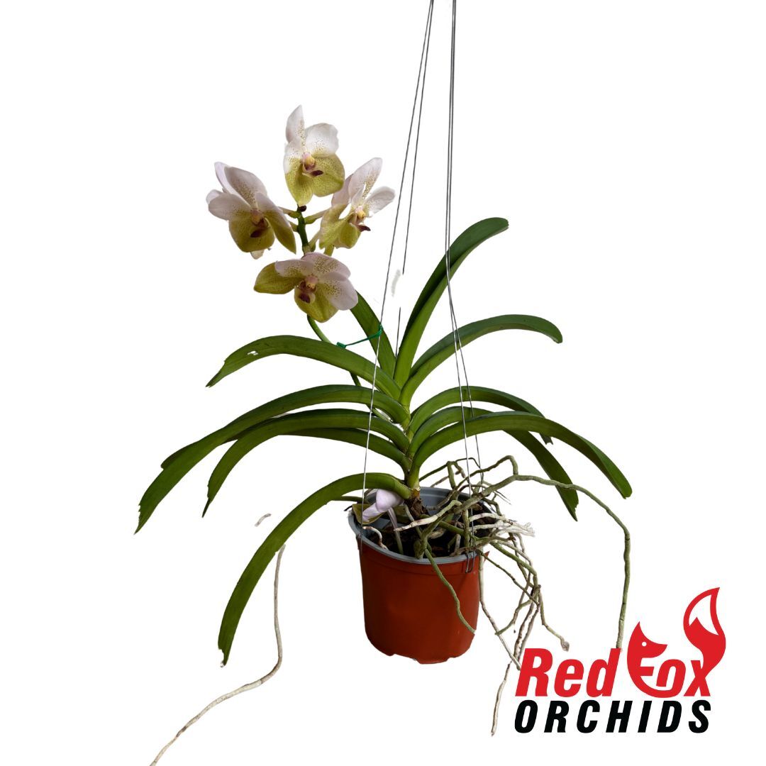 Vanda Charles Goodfellow X V. Kultana Gold