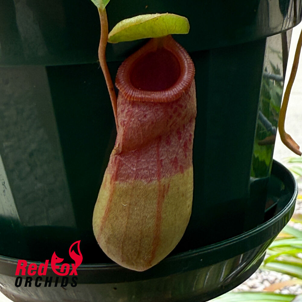 Nepenthes ventricosa X
