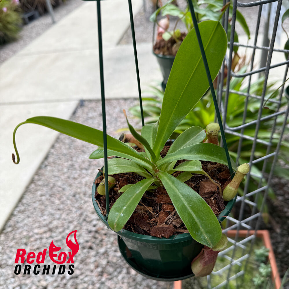 Nepenthes ventricosa X