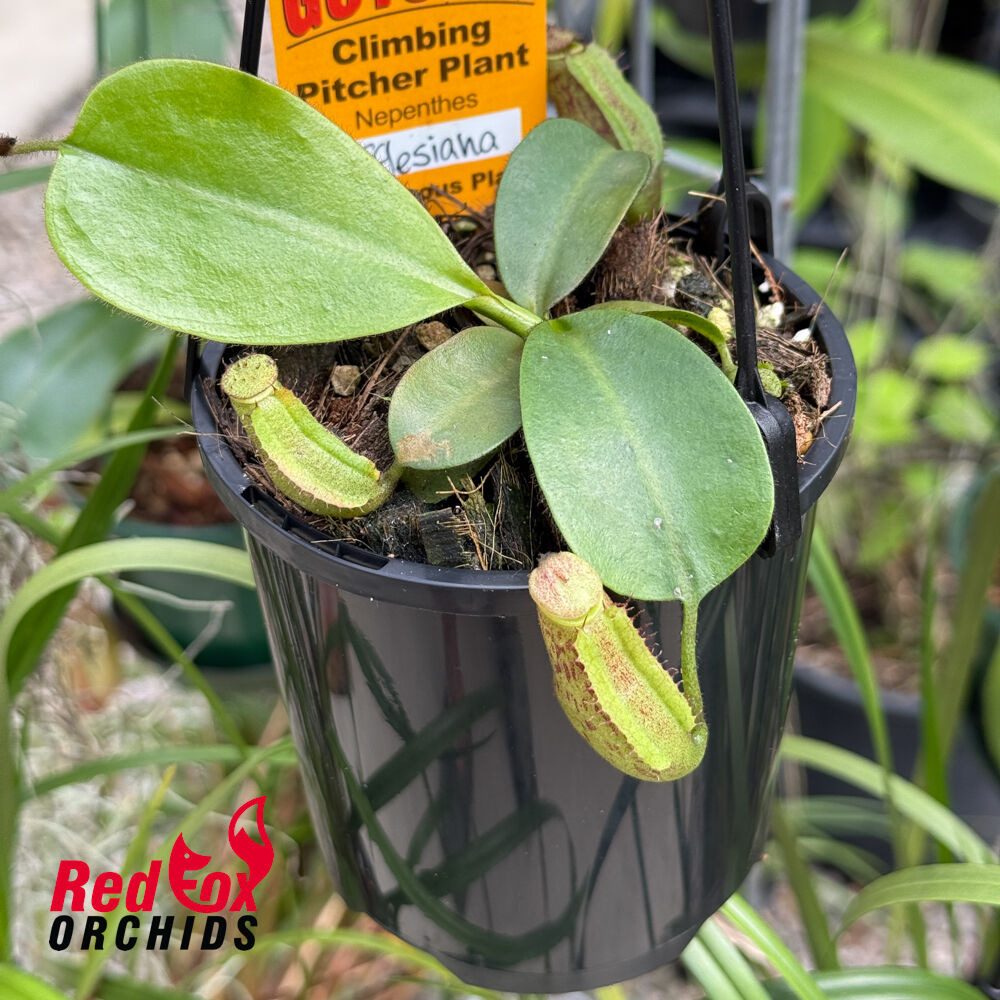 Nepenthes rafflesiana