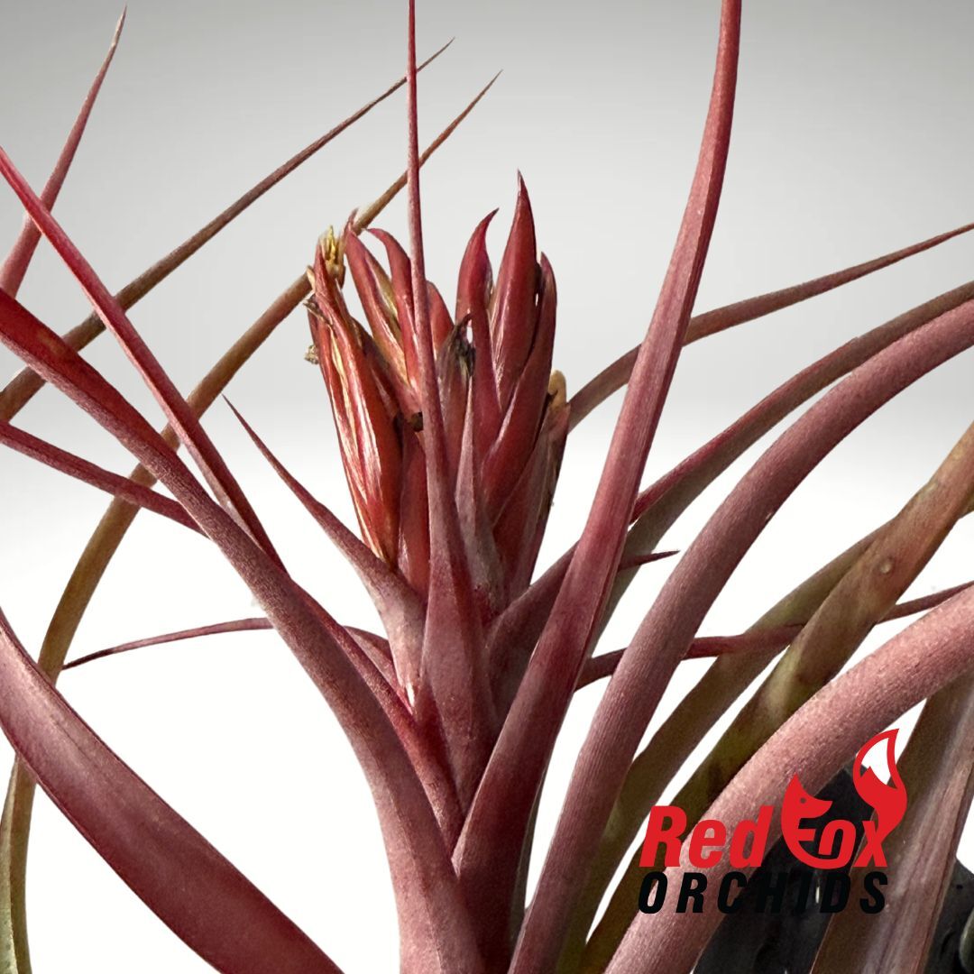 Tillandsia Phoenix