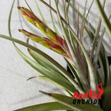 Tillandsia Phoenix