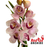 Cymbidium Barrita Mex