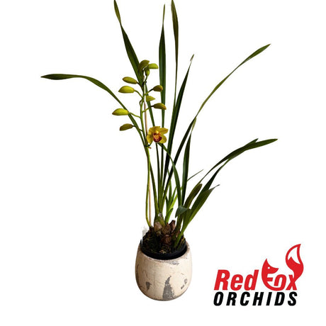 Cymbidium One Tree Hill "Waikanea Canary'
