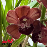 Cymbidium Pepper Blaze x Street Tango