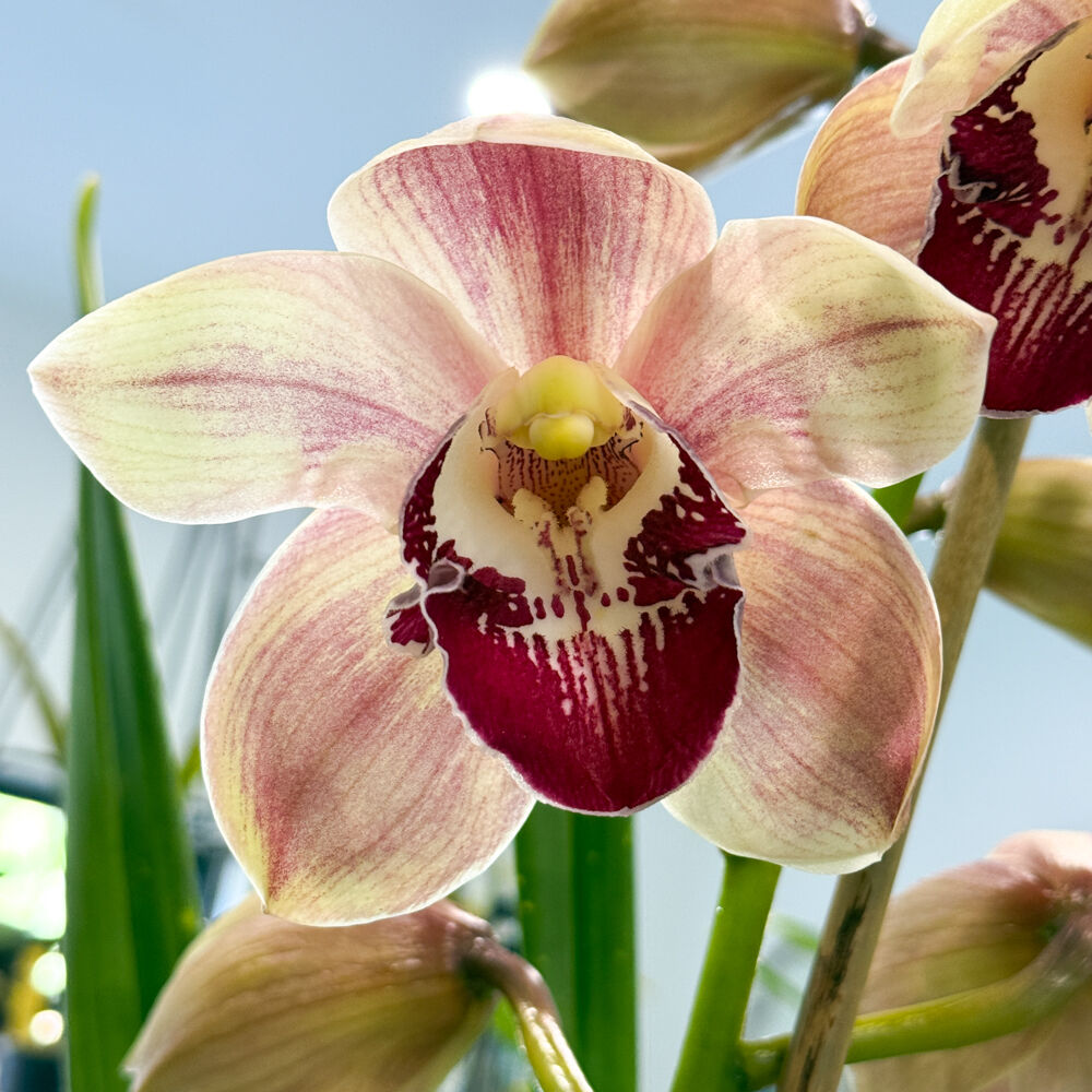 Cymbidium (Lancoshire Rose x Flaming Vulcan) x Kimberly Splash