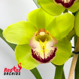 Cymbidium Green Elation x Wonder Island