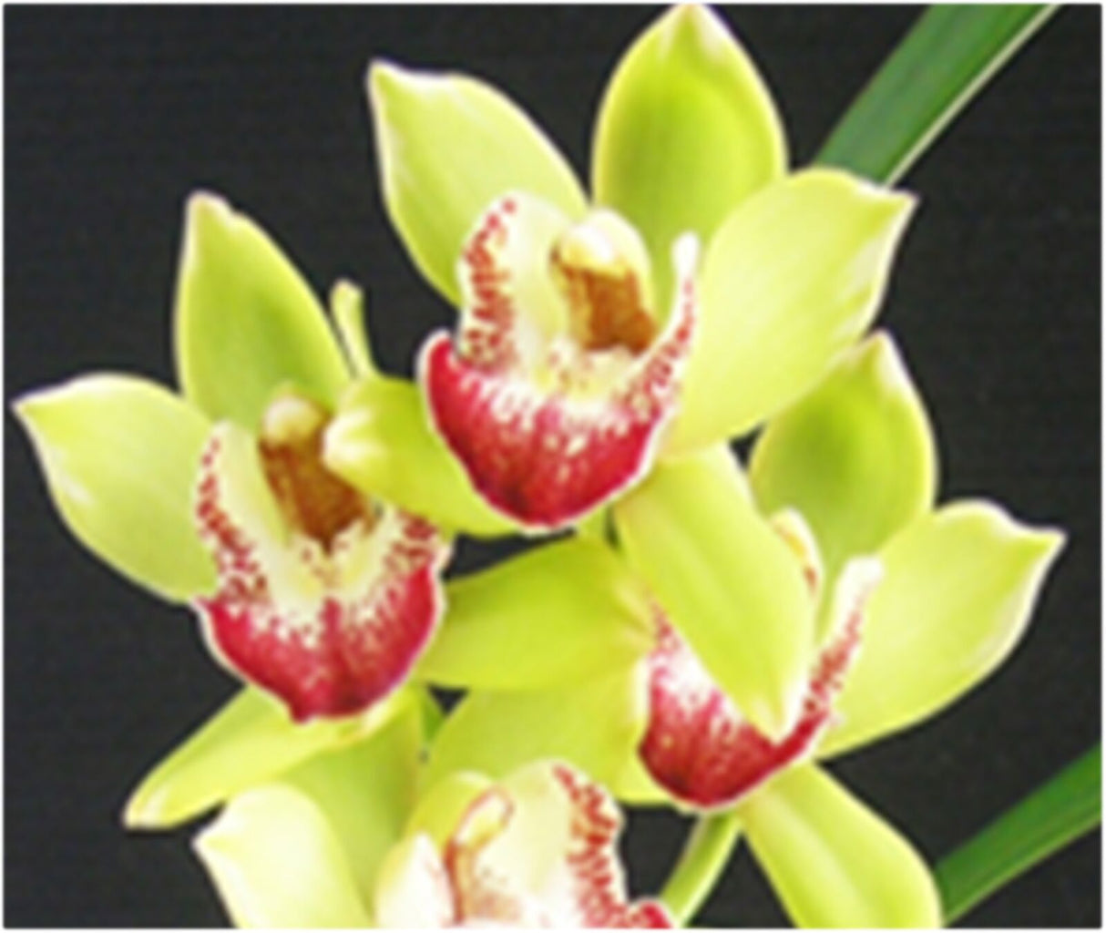 Cymbidium Happy Days 'Green Dragon' (Variegated)