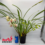 Cymbidium Great Flower x goeringii 'Chuen Huei'