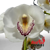 Cymbidium Cronulla Era x (Justis Pearl x Fresh Charisma)