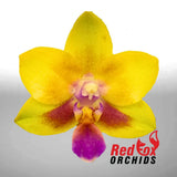 Phalaenopsis Allura 'Andromeda'
