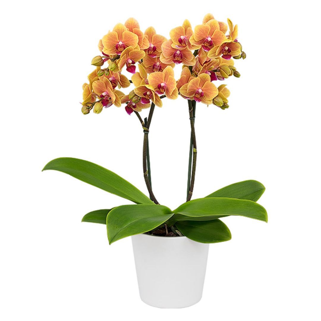 Phalaenopsis Grazia
