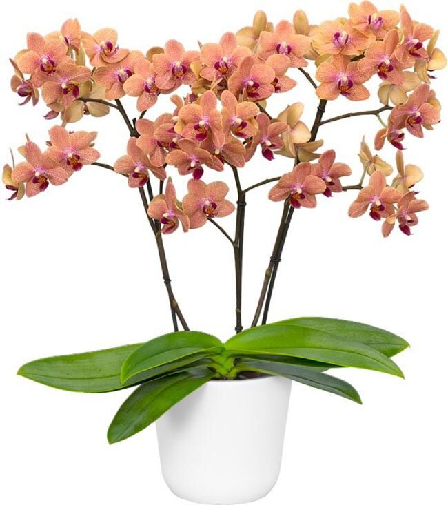 Phalaenopsis Sunset Love