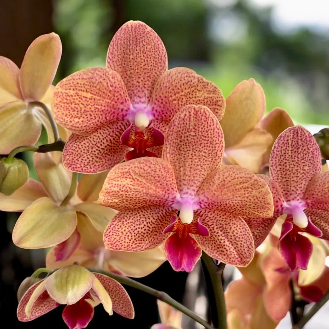 Phalaenopsis Sunset Love