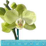 Phalaenopsis Sunshower