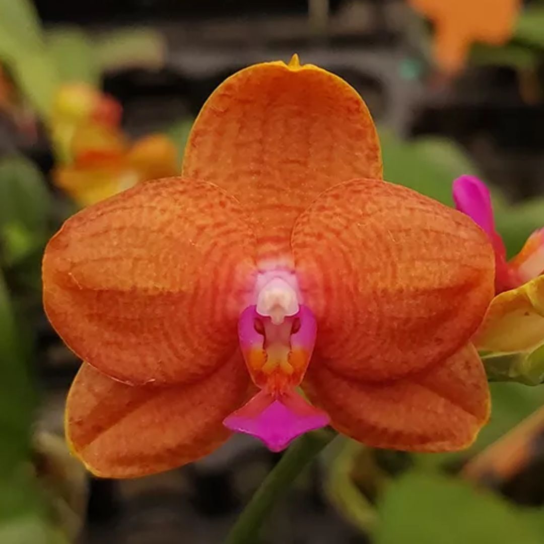 Phalaenopsis Orchid - Phalaenopsis Allura 'Mars'