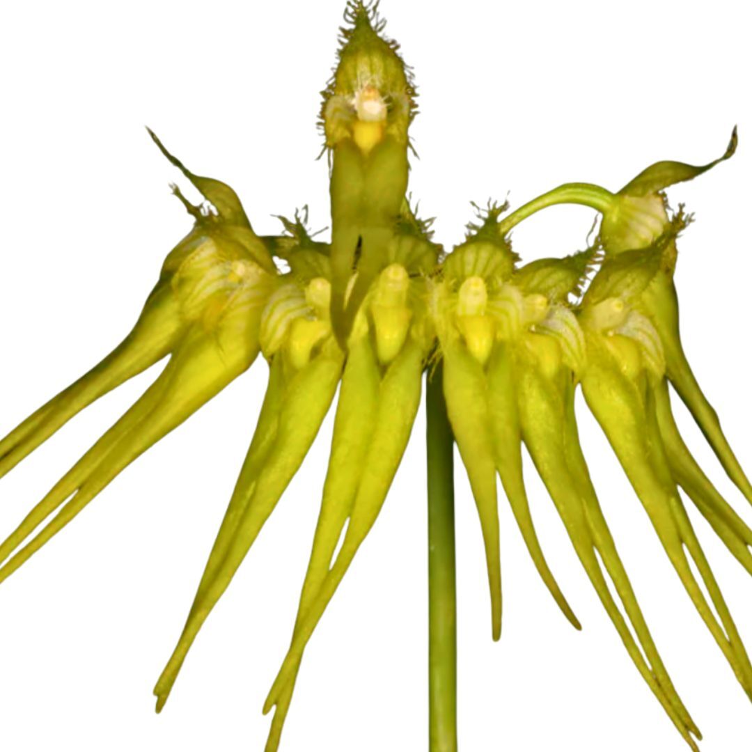 bulbophyllum pectenveneris (flaviforum) x sib