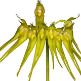 bulbophyllum pectenveneris (flaviforum) x sib