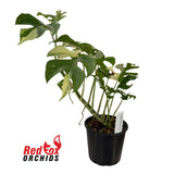 Rhaphidophora tetrasperma Variegated 'Mini Monstera'