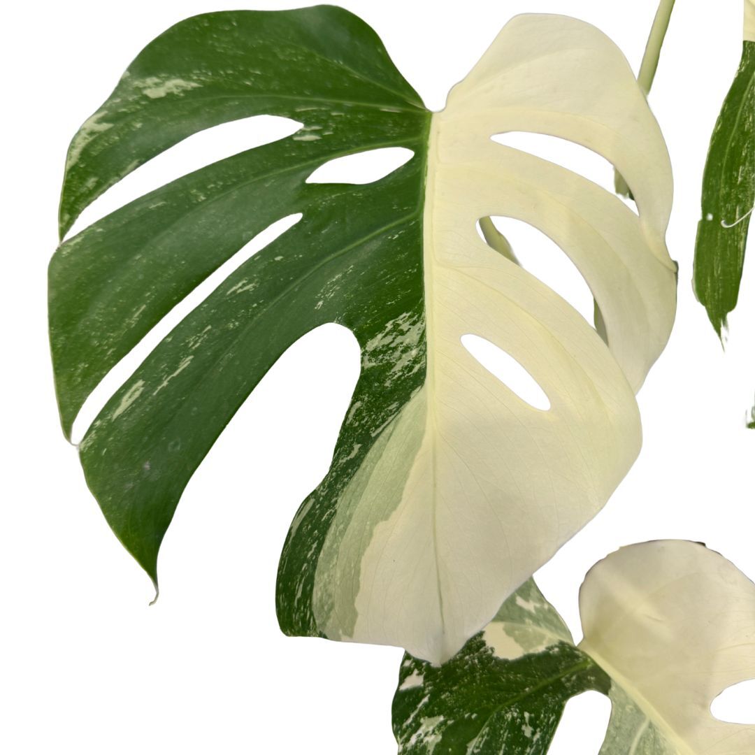 Varigated Monstera deliciosa v. borsigiana 'Albo' Plant B plant