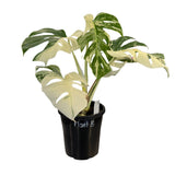 Varigated Monstera deliciosa v. borsigiana 'Albo' Plant B plant