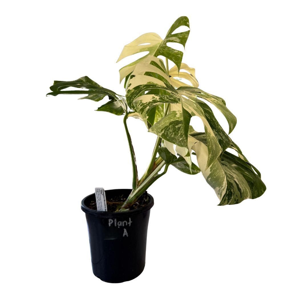 Varigated Monstera deliciosa v. borsigiana 'Albo' Plant A
