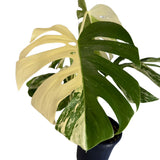 Varigated Monstera deliciosa v. borsigiana 'Albo' Plant A
