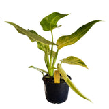 Philodendron 'Lemon Twist'